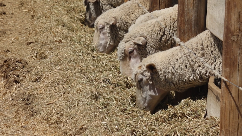The prices on China weigh on the American wool industry